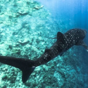 Whale Shark Expedition